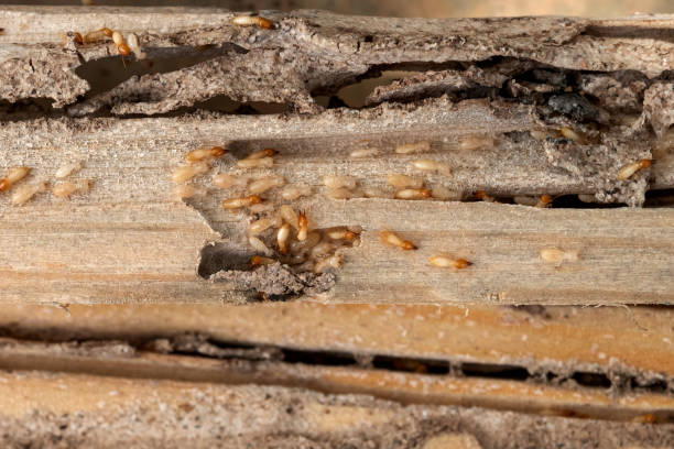 Best Wasp Removal Services  in Glenwood, GA